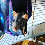 Galaxy Corner Rat Hammock